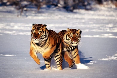 Tiger High Resolution Backgrounds Mac Wallpapers / Wallpapers Tiger ...