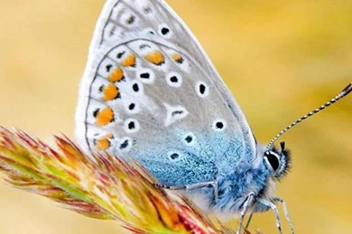 Samsung Galaxy S3 Wallpapers   Samsung Galaxy S3 Hd Wallpapers