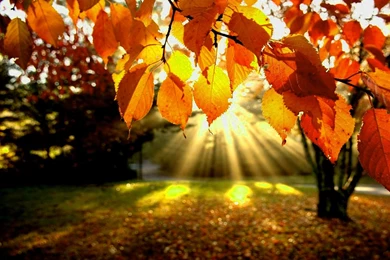 Autumn Wallpapers Free – 2560×1600 High Definition Wallpapers ...
