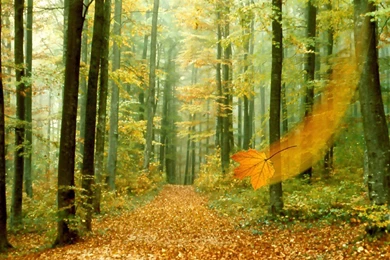 Hd Free Desktop Background: Autumn Desktop Backgrounds