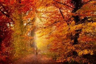 Autumn Desktop Wallpapers 2014