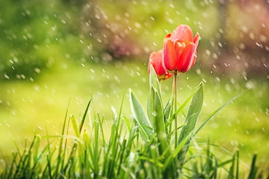 Beautiful Rain HD Wallpapers For Desktop