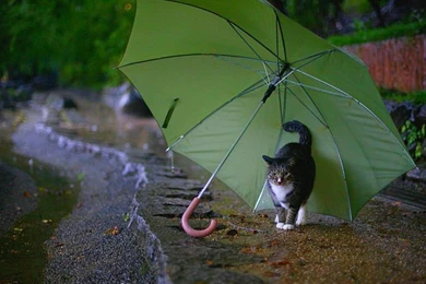 Rainy Day Wallpapers