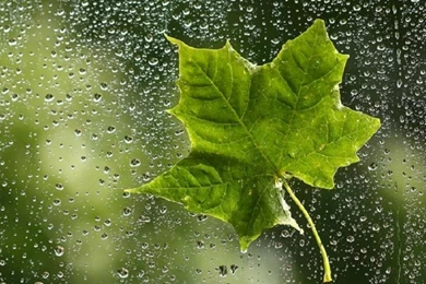 Rain With Nature Wallpapers – Nature Wallpapers