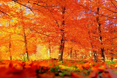 Autumn Backgrounds