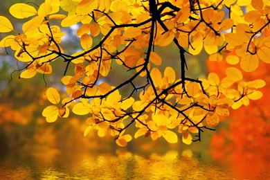Autumn_Background.jpg?m=1441833833