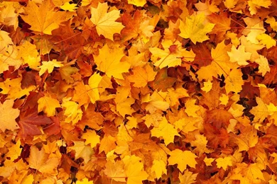 Free Stock Photo: Autumn, Background, Color, Fall   Free Image On ...