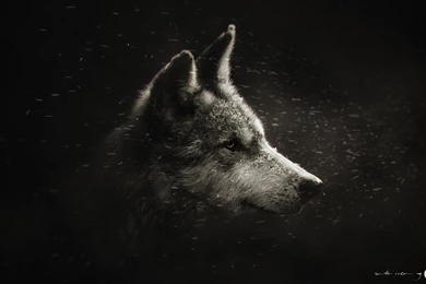 Winter Is Coming By NYClaudioTesta On DeviantArt