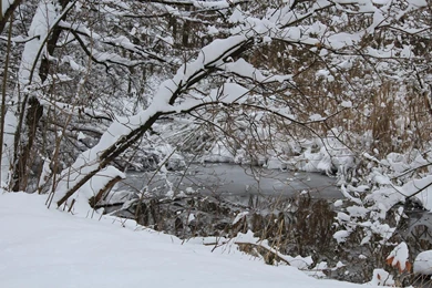 Landscapes Winter Is Coming Woodlands Wallpapers