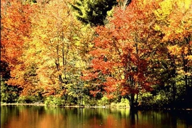 Free Thanksgiving And Autumn Desktop Wallpapers