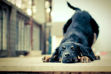 Funny Hd Wallpapers 1080p Images Photos   FynnEXP