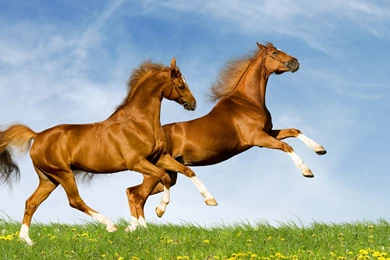 Running Horse