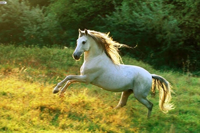 White Horse Running, 1920x1200 HD Wallpapers And FREE Stock Photo