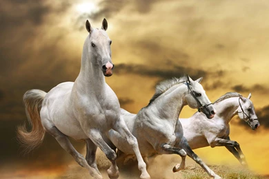 Horse Full Speed Running In Grass Hd Wallpapers