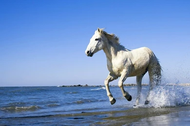 25 Running Horse HD Wallpapers 175 :: Jogging Desktop Wallpapers