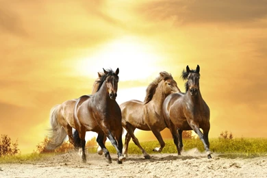 Horse Fighting Wallpapers HD Free Download In High Quality