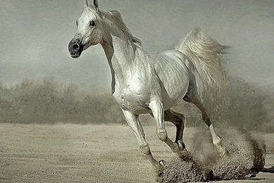 Animals Running Wallpapers Free Desktop