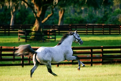 Running Pinto Horse Wallpapers