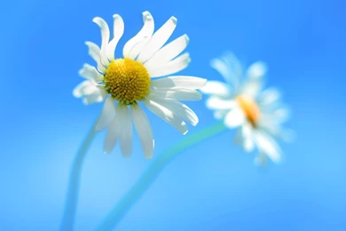 Trololo Blogg: Hd Wallpapers Dell Widescreen