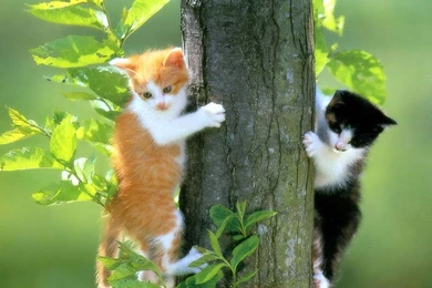 Download Free 100 Cute And Sweet Cat Wallpapers   The Quotes Land