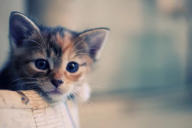 Cute Cat Wallpapers
