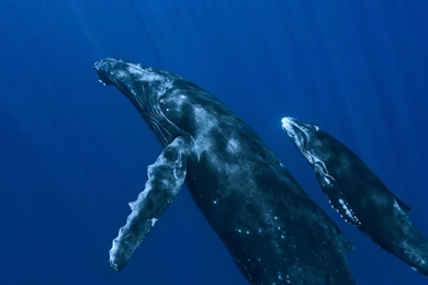 Sperm Whales Wallpaper Backgrounds