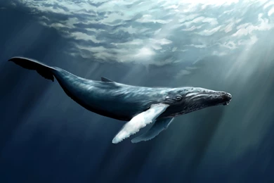 Whale Computer Wallpapers, Desktop Backgrounds