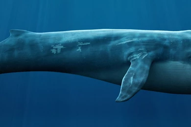 Blue Whale HD Desktop Backgrounds Wallpapers Attachment 11951 ...