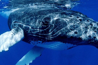 Page 2: New iPad Air, 4, 3, iPad Mini Retina Whale Wallpapers HD ...