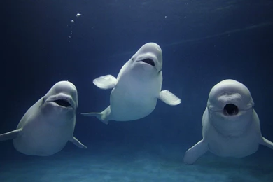 Beluga Whale HD Wallpapers – Daily Backgrounds In HD