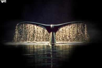 Web Sets By Donna ~Desktop Wallpapers~