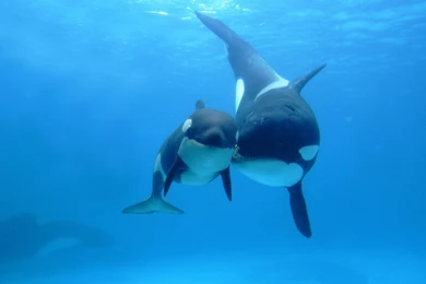 Whale, Wallpaper, Desktop, Nice (