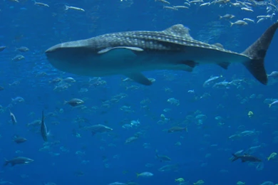 Blue Whale Desktop Wide 2560x1600