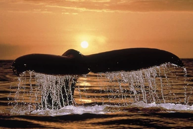 WHALE TAIL WALLPAPER   (