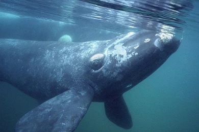 Download Wallpapers Southern Right Whale, Gulfo Nuevo, Peninsula ...