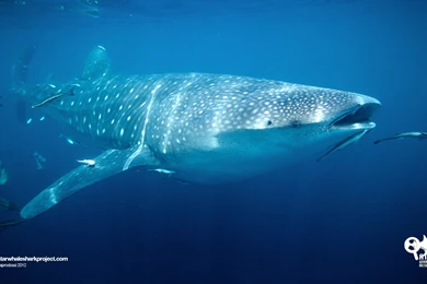 Whale Shark Gallery