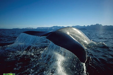 Download The Big Blue Whale Wallpaper, Big Blue Whale iPhone ...