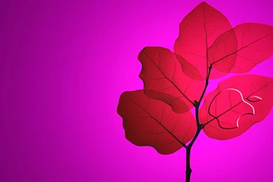 Desktop Pink Green Apple Wallpapers Download