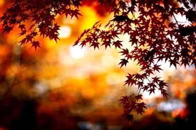 Fall Backgrounds Hd