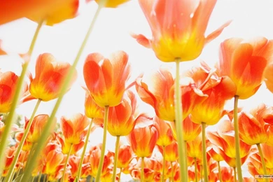 Free Flower Wallpapers Cg Flowers Wallpapers 1366x768 Wallpapers