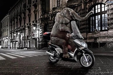 Funny Elephant Ride Motor Wallpapers