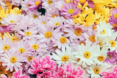 YouWall   Flowers Wallpapers   Wallpaper,wallpapers,free Wallpapers ...