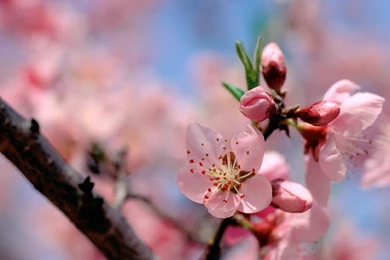 Free Wallpapers Of Flowers