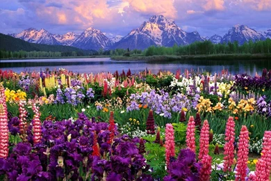 My Free Wallpapers   Nature Wallpapers : Field Of Flowers