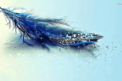 Blue Feather Wallpapers   Digital Art Wallpapers