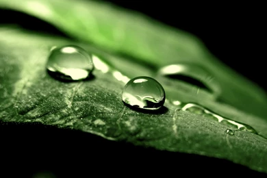 Wallpapers Free Computer, Wet Green Leaf, Crystal Clear Drops Of ...