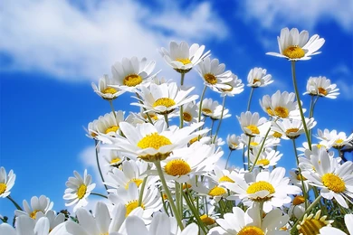 Beautiful Flower Android Wallpapers 960x854 Mobile Phone Hd Wallpapers