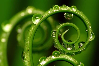 Crystal Clear Water Drops Wallpapers Plant Desktop Backgrounds ...