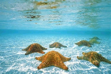 Blue Crystal Clear Starfish – Nature Beaches HD Desktop Wallpapers