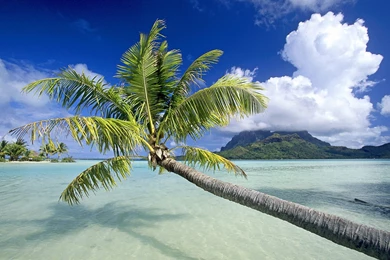 Free Tropical Wallpapers